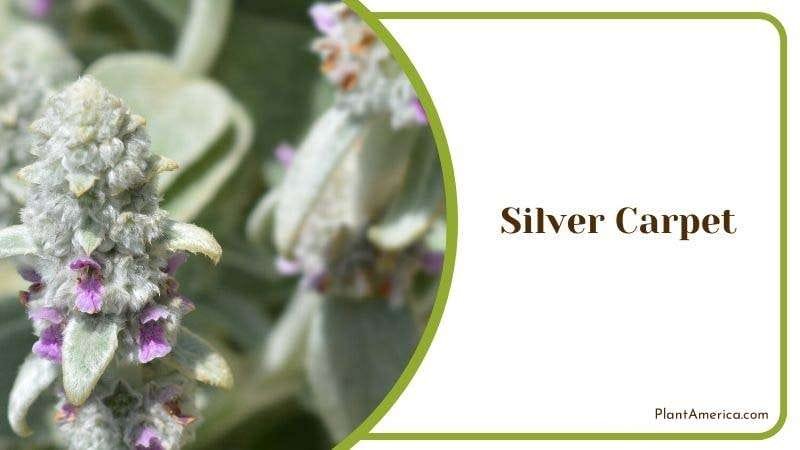 Silver Carpet Plant America