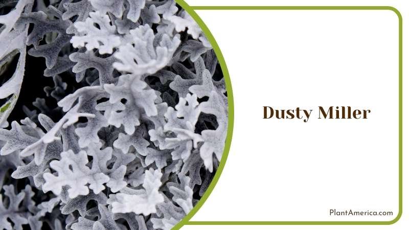 Silver Dusty Miller Plant Plant America