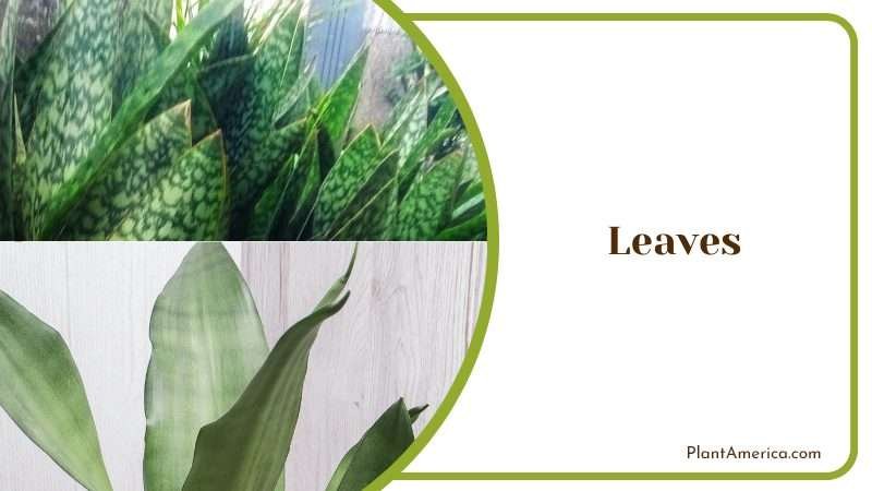Silver Green Leaves of Sansevieria PlantAmerica