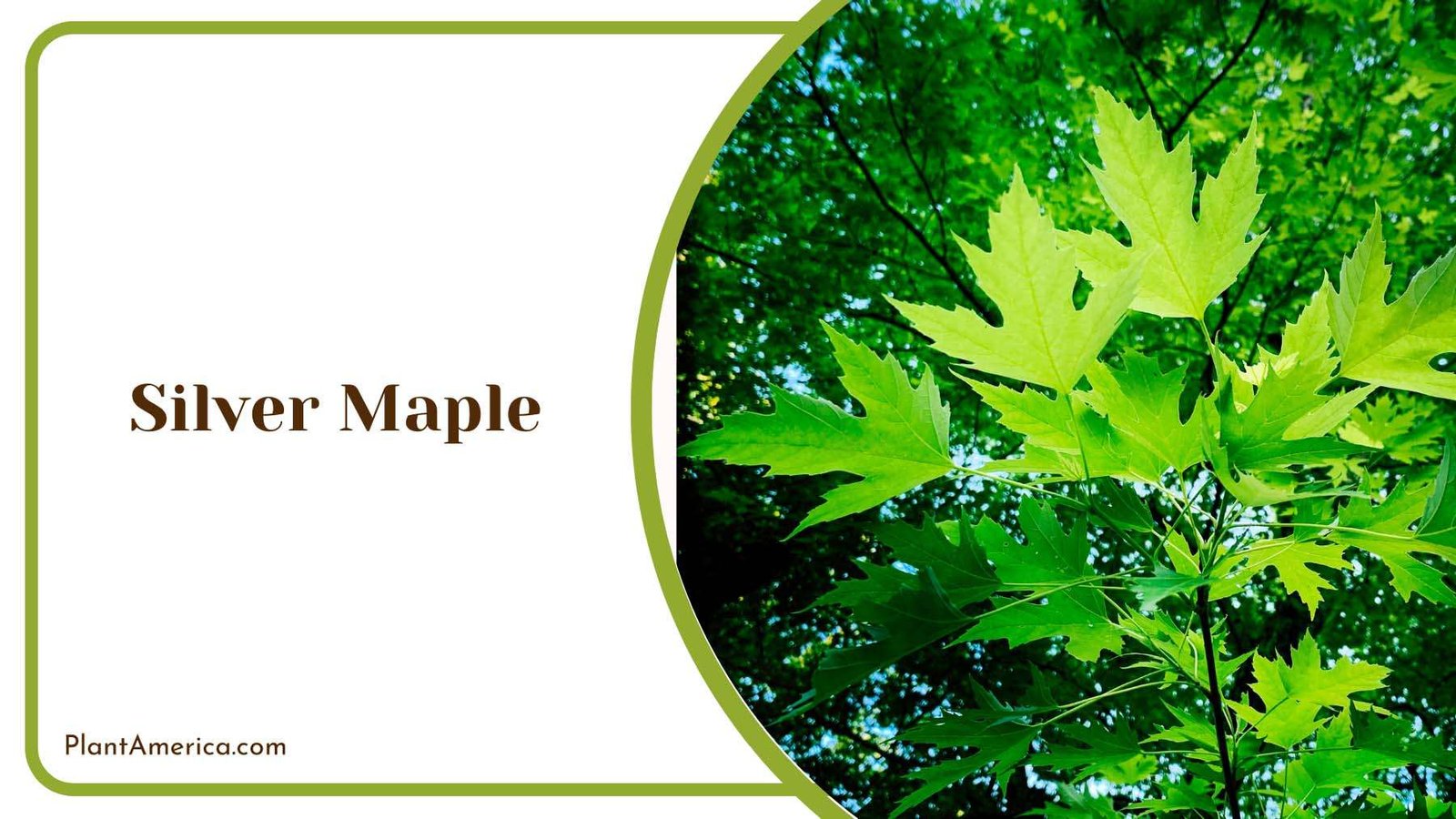 Silver Maple Leaves Plant America