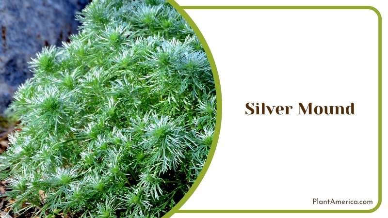 Silver Mound Foliage Plant Plant America