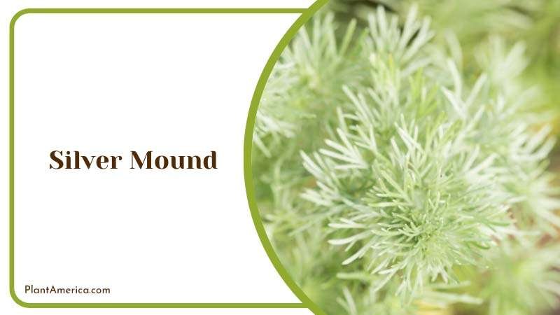Silver Mound in your garden Plant America Silver Mound in your garden Plant America