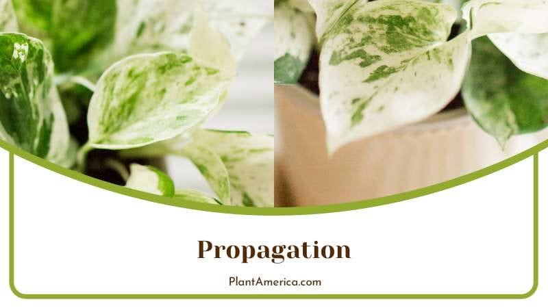 Silver Pothos Propagation Plant America