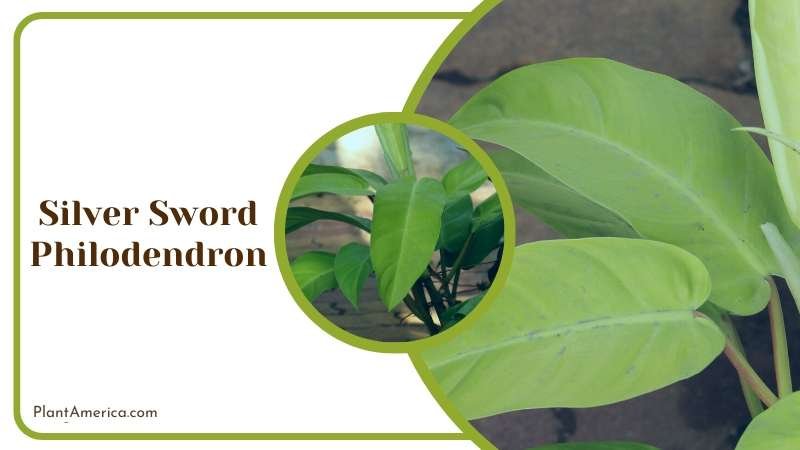 Silver Sword Philodendron Requires Support Structures Plant America Silver Sword Philodendron Requires Support Structures Plant America