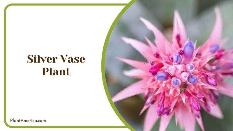 Silver Vase Plant Plant America