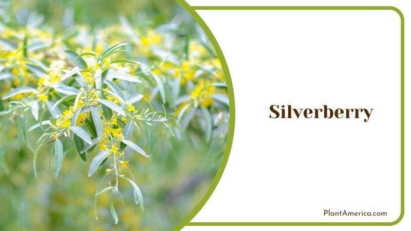 Silverberry Plant America