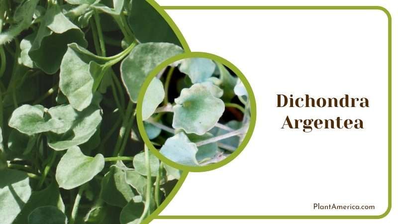 Silvery Dichondra Argentea Groundcover Plant America