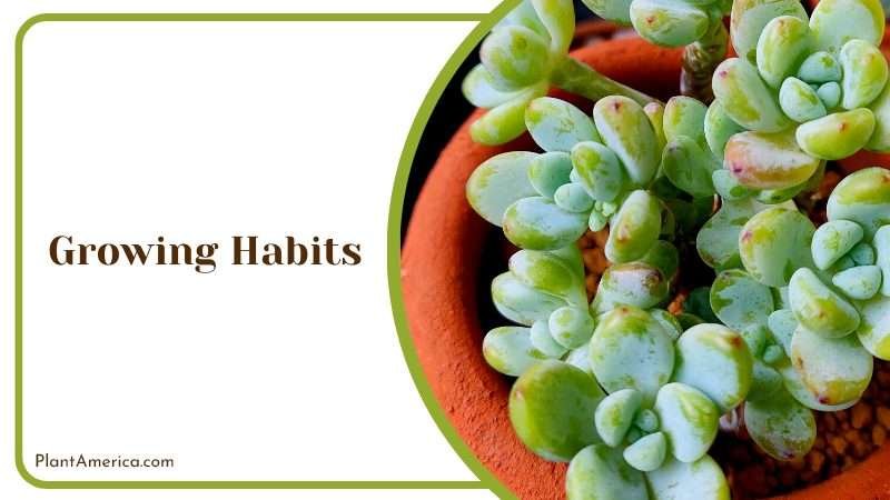 Simple Beauty of Sedum Clavatum Plant America