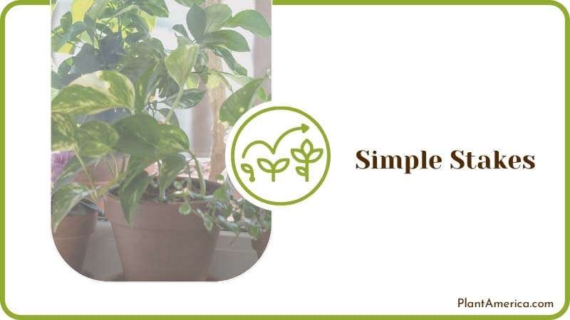Simple Stakes Pothos Leaves PlantAmerica