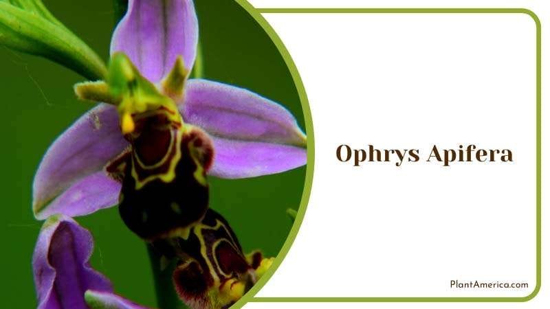 Single of the Temperate Orchid Plant America Single of the Temperate Orchid Plant America