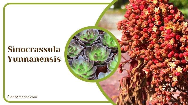 Sinocrassula Yunnanensis Plant America