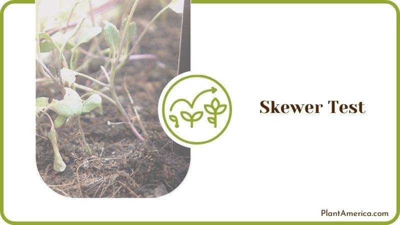 Skewer Test for Checking Moisture Plant America