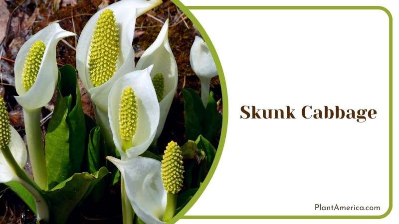 Skunk Cabbage Bloom in Spring Plant America