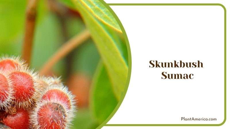 Skunkbush Sumac Fruits in Summer PlantAmerica