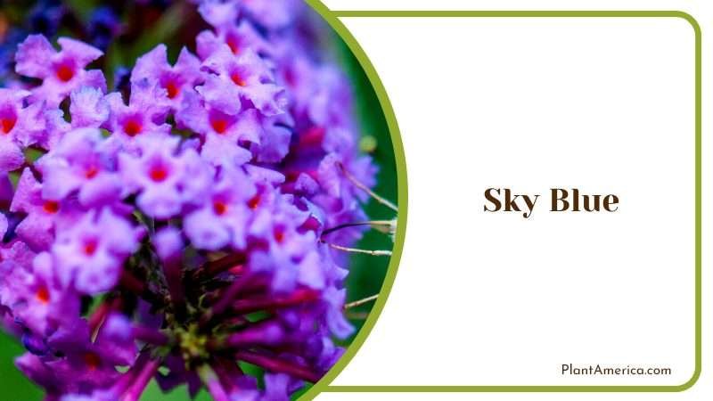 Sky Blue Delphinium Flowers Plant America