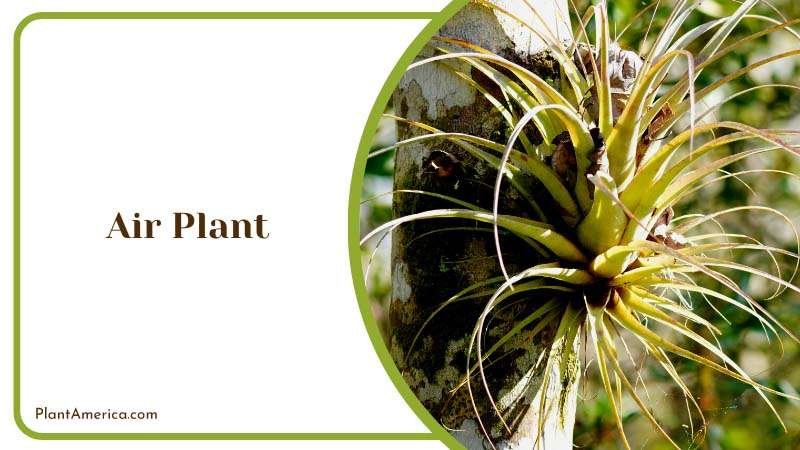 Sky High Sensation Air Plant Plant America