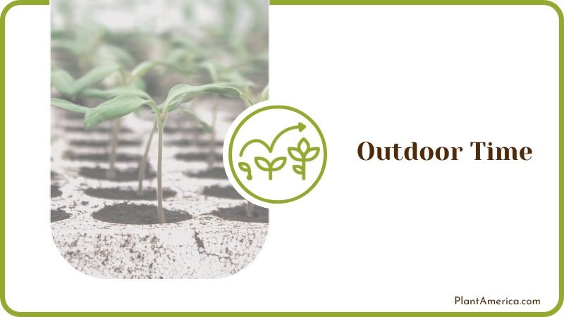 Slowly Increase the Amount of Outdoor Time PlantAmerica