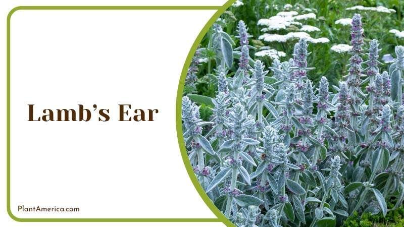 Slugs Dislike Lambs Ear PlantAmerica