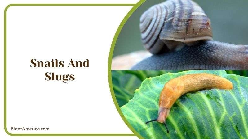 Slugs and Snails in Aeranthos Plant Plant America