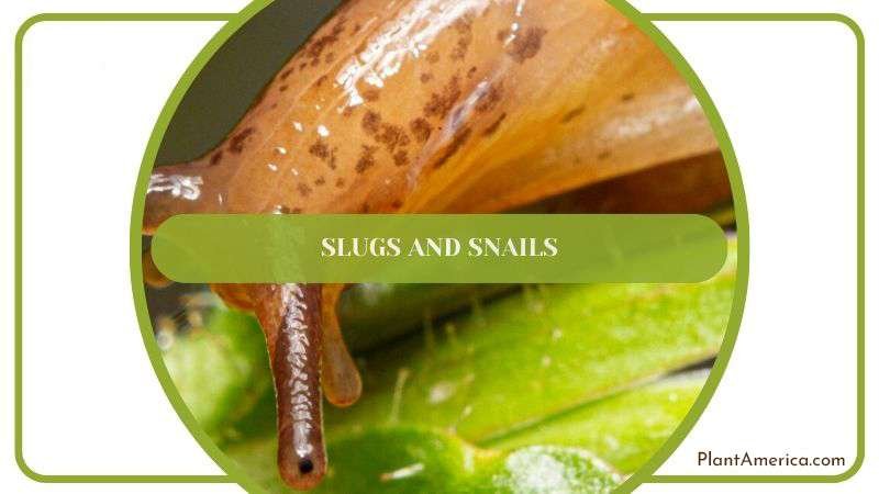 Slugs and Snails in Leopard Plant Plant America