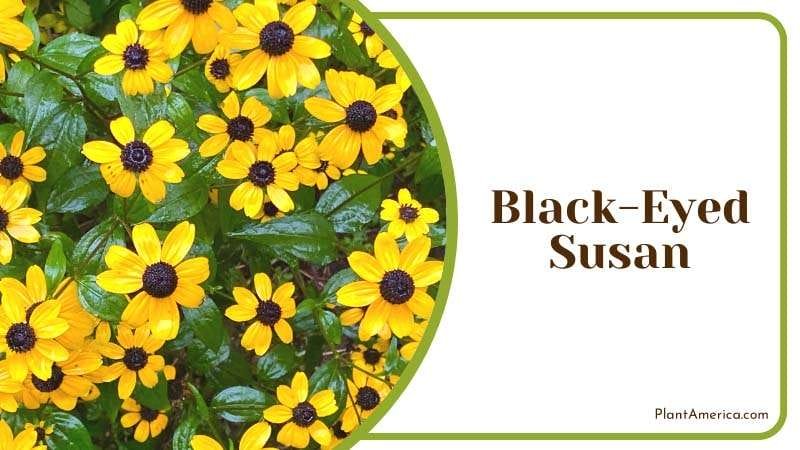 Slugs dont find Black Eyed Susan tasteful PlantAmerica