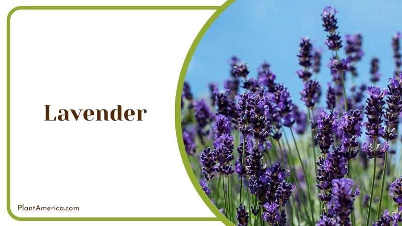 Slugs hate the strong scent of Lavender PlantAmerica