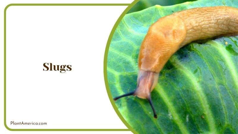 Slugs in Begonia Acetosa Plant ~ PlantAmerica
