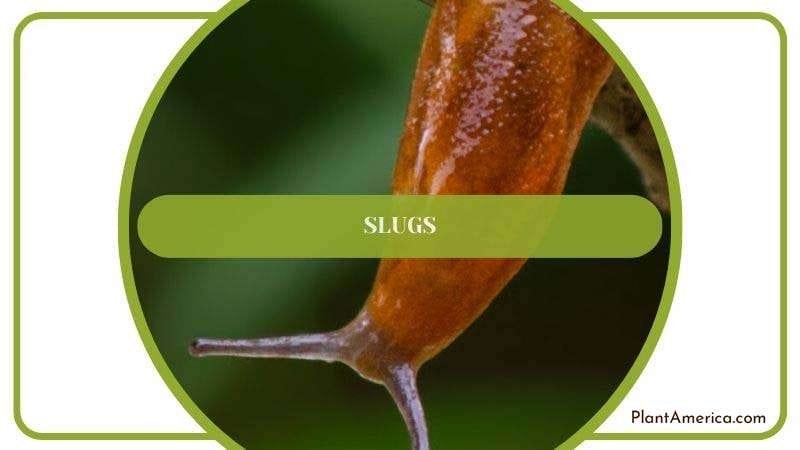 Slugs in Tuerckheimii Plant Plant America
