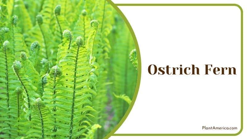 Slugs wont be able to digest Ostrich Fern PlantAmerica