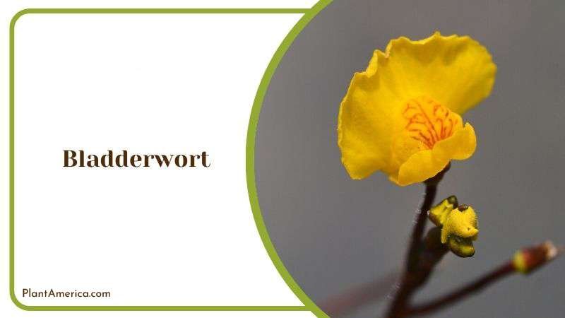 Small Bladder Like Bladderwort Plant America