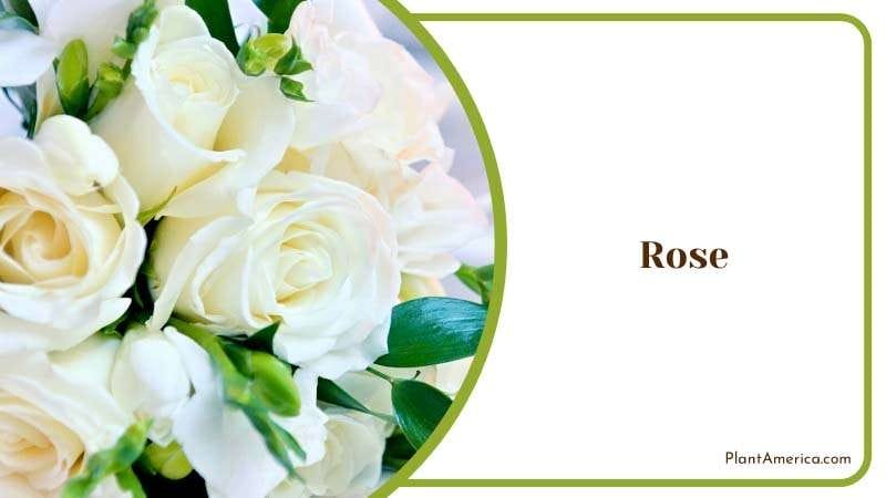 Small Bouquet of White Rose Plant America