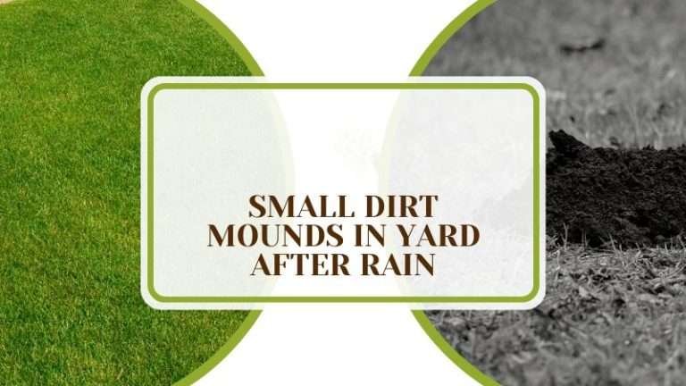 Small Dirt Mounds In Yard After Rain: Causes Plus Solutions - Plant America