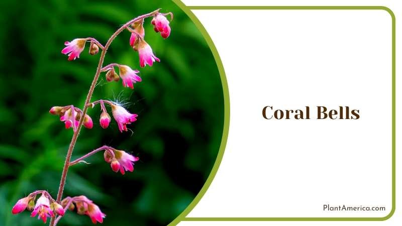 Small Pink Coral Bells Plant America