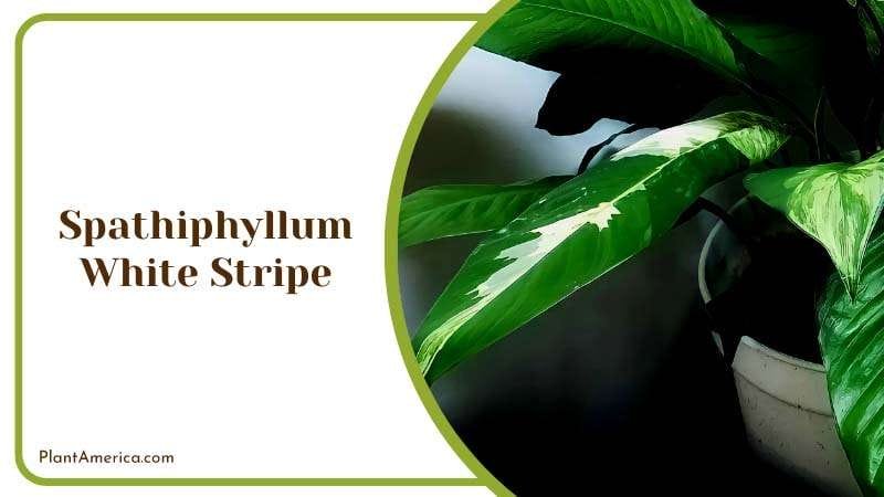 Small Variety Exhibits Beautiful PlantAmerica