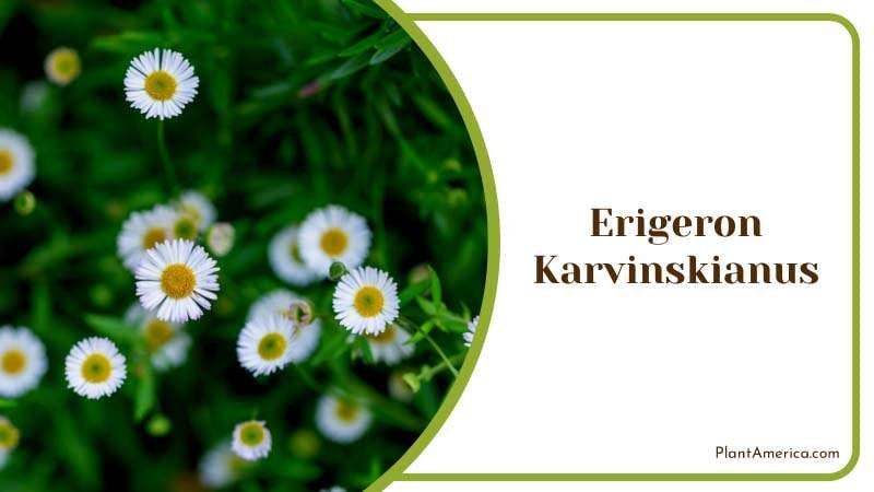 Small White Flowers of Erigeron Karvinskianus Plant America Small White Flowers of Erigeron Karvinskianus Plant America