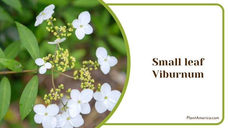 Small leaf Viburnum