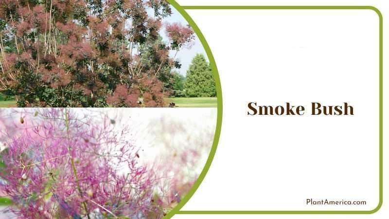 Smoke Bush PlantAmerica