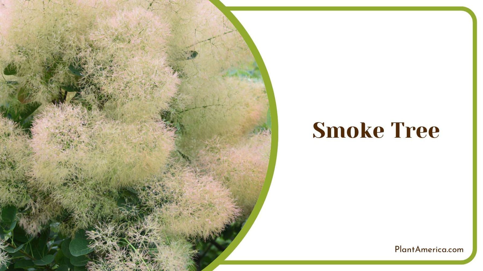 Smoke Tree Plant America
