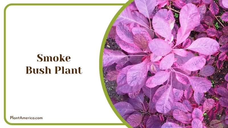 Smoky Purple Smoke Bush Plant Plant America Smoky Purple Smoke Bush Plant Plant America
