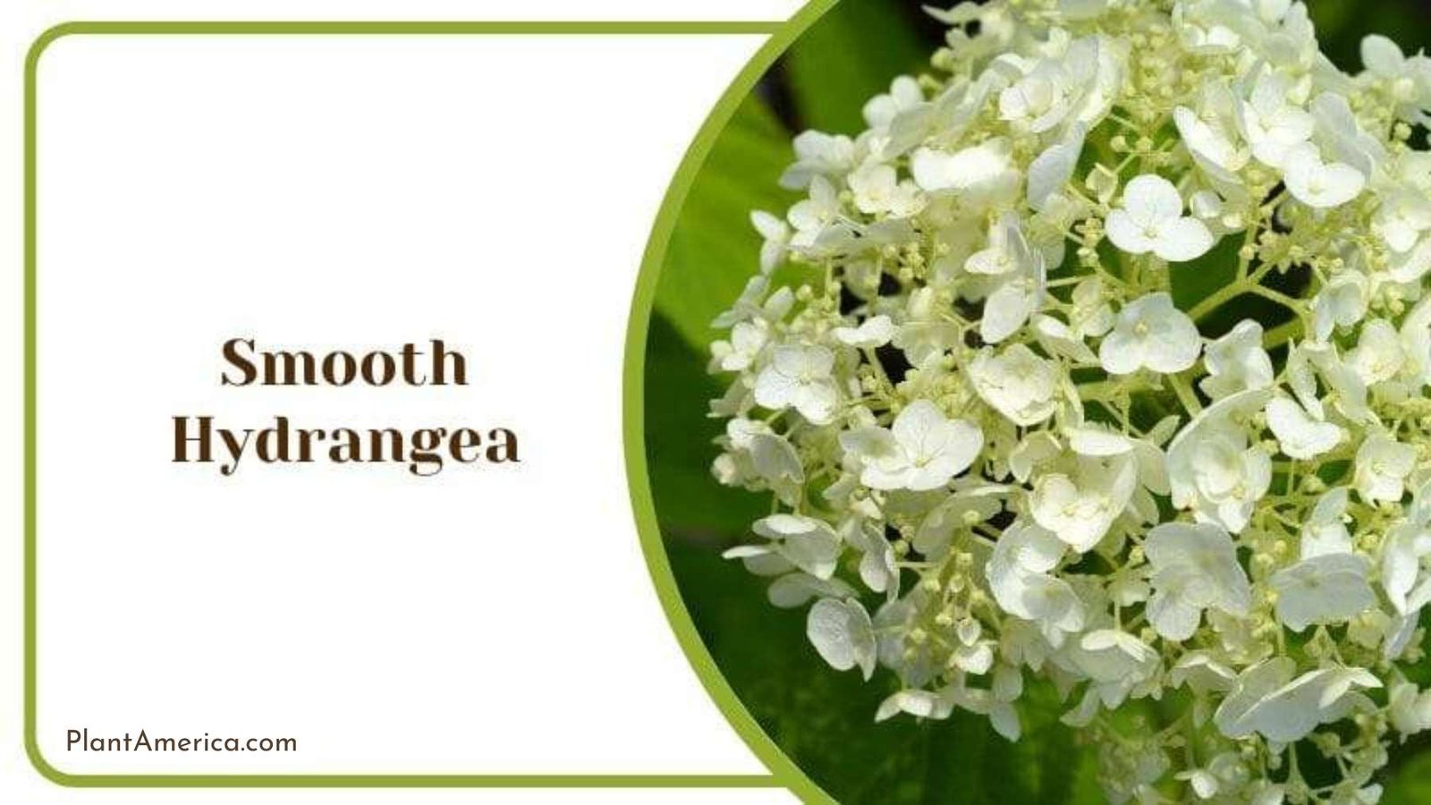 Smooth Hydrangea Plant America