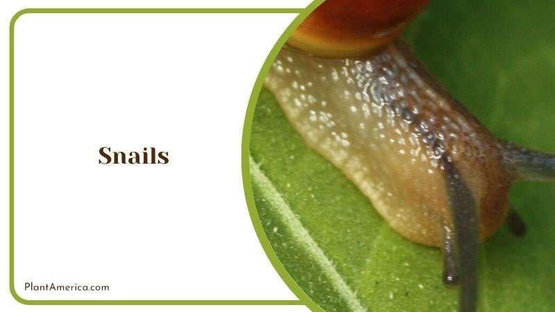Snails in Eyelash Plant ~ PlantAmerica