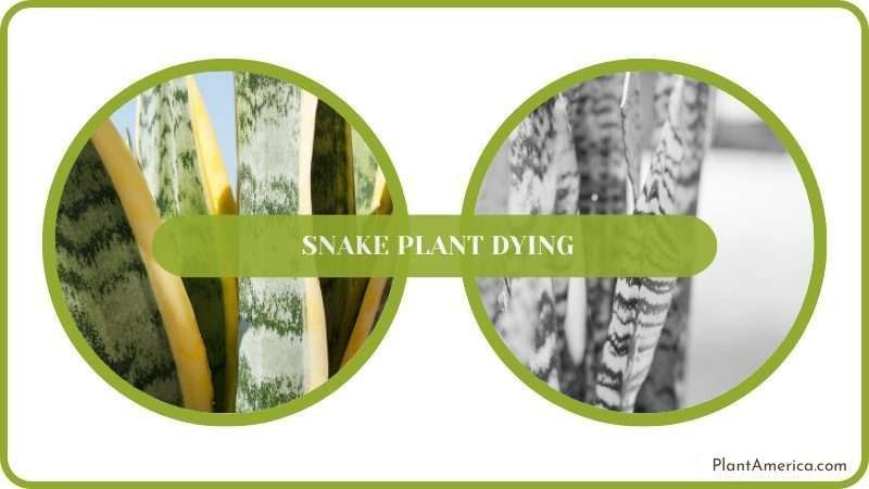 Snake Plant Dying Conclusion Plant America Snake Plant Dying Conclusion Plant America