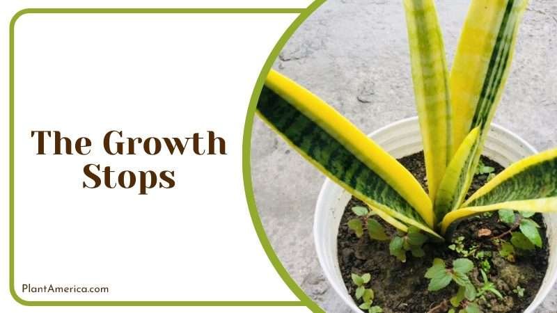 Snake Plant Growth Stops Problem PlantAmerica