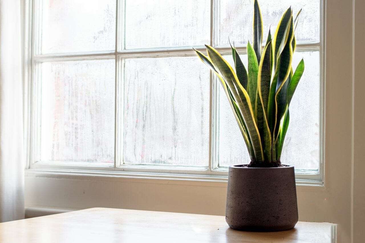 Snake Plant Near Windows PlantAmerica