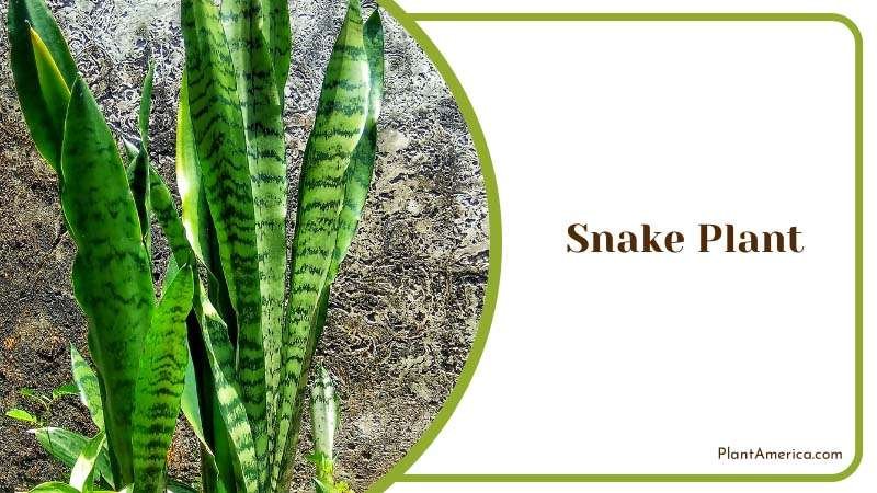 Snake Plant Plant America 1 Snake Plant Plant America 1