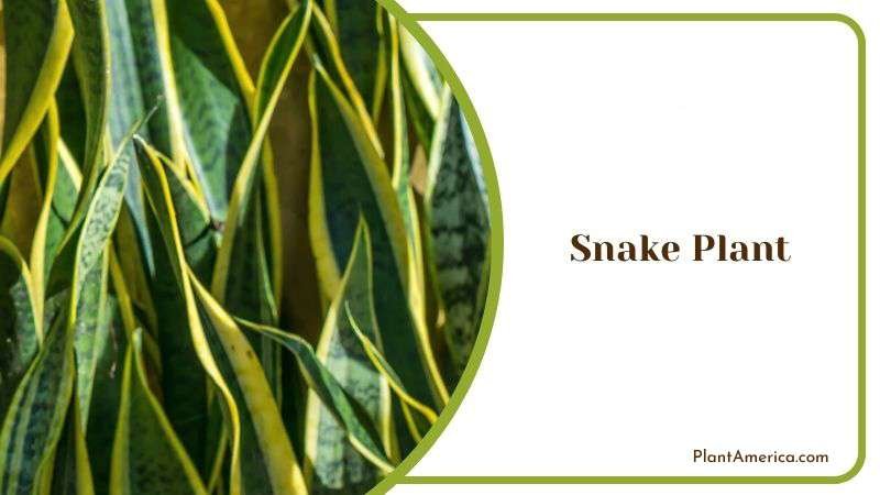 Snake Plant Plant America 2