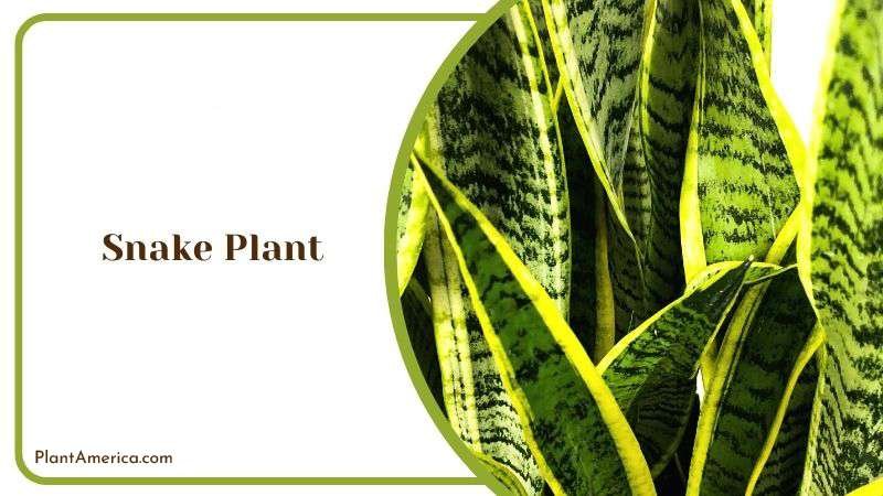 Snake Plant Plant America 3