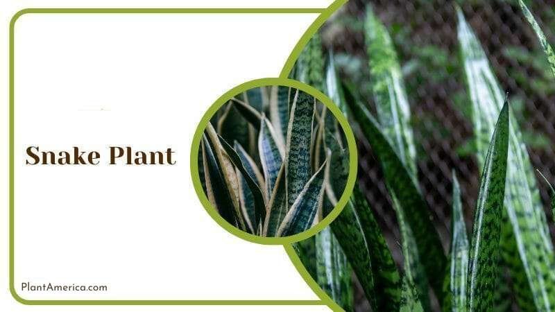 Snake Plant Plant America