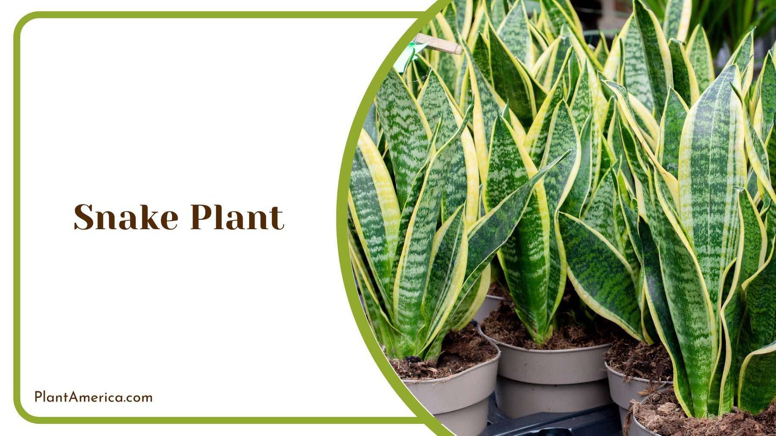 Snake Plant Plant Plant America