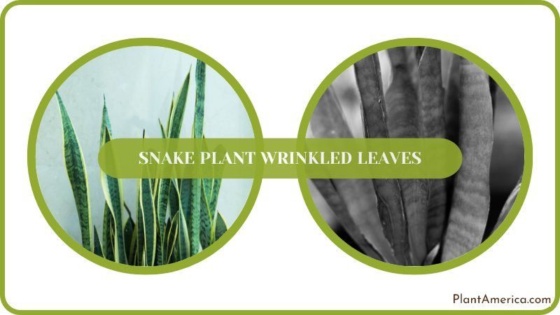 Snake Plant Wrinkled Leaves Reasons and Solutions PlantAmerica